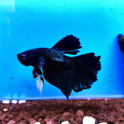 Bức ảnh tuyệt đẹp thể hiện vẻ đẹp độc đáo của một con cá bảy màu full black.