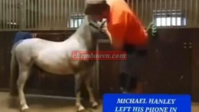 The Controversial Orange Shirt Horse Video on Twitter: Unveiling the Mystery