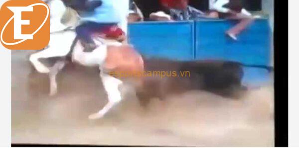 10 Shocking Video Bull Kills Horse Livegore - Unpopular But Sensational