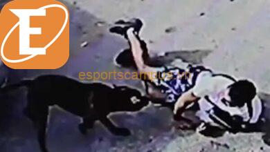 video shows brutal dog mauling